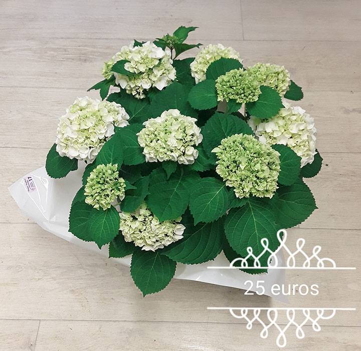 66cc68aed9945_images_medium
